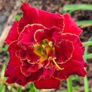 Scarlet Lover Daylily